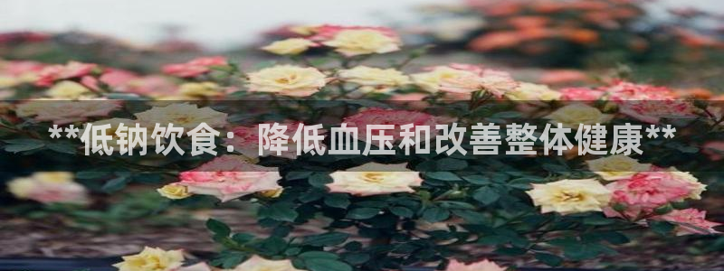 66m威九国际精选