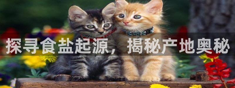 威九国际app哪个地方